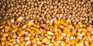 Produção de grãos pode chegar a 322,4 milhões de toneladas na safra 2024/25