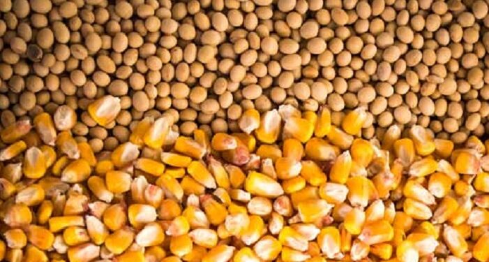 Produção de grãos pode chegar a 322,4 milhões de toneladas na safra 2024/25