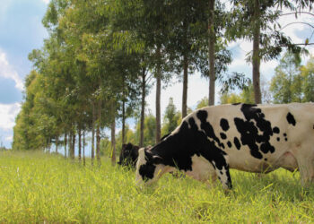 Preço do leite pago ao produtor  pelo produto entregue na usina em novembro caiu 6,4% em relação a outubro