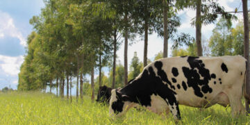 Preço do leite pago ao produtor  pelo produto entregue na usina em novembro caiu 6,4% em relação a outubro