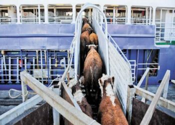 Exportações de gado vivo aumentaram 76,3% em 2024