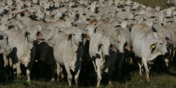Briga tarifária entre EUA, México e Canadá preocupa consumidor de carne bovina estadunidense.
