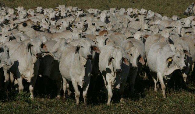 Briga tarifária entre EUA, México e Canadá preocupa consumidor de carne bovina estadunidense.