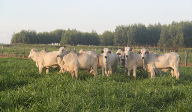 Brasil está cada vez mais perto de exportar carne bovina ao Japão