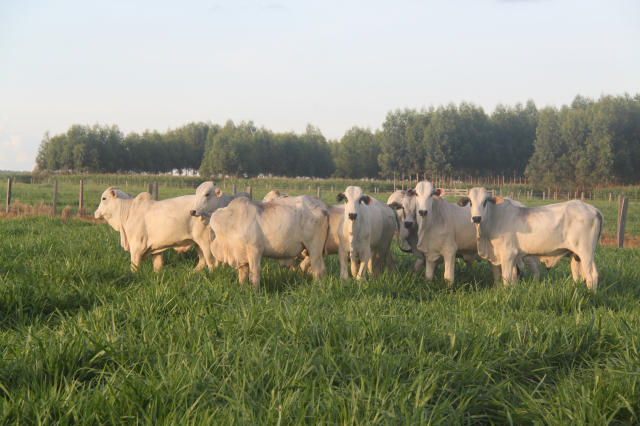 Brasil está cada vez mais perto de exportar carne bovina ao Japão