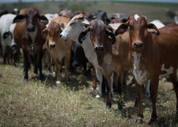 GO: Vacinação contra a raiva em bovinos e bubalinos atinge 99% dos animais, nos 119 municípios goianos obrigatórios