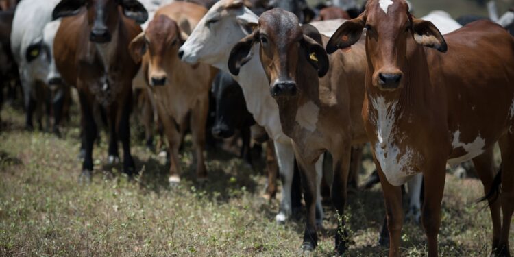 GO: Vacinação contra a raiva em bovinos e bubalinos atinge 99% dos animais, nos 119 municípios goianos obrigatórios