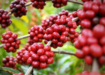 Exportações dos cafés diferenciados brasileiros atingem volume físico de 1,01 milhão de sacas de 60kg no mês de janeiro de 2025