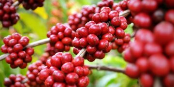 Exportações dos cafés diferenciados brasileiros atingem volume físico de 1,01 milhão de sacas de 60kg no mês de janeiro de 2025