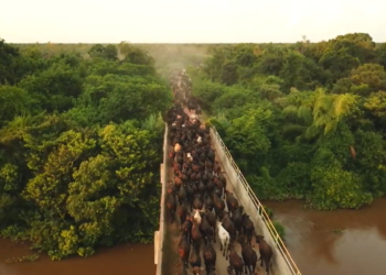 Comitiva inédita com mais de 1,3 mil cabeças de gado Brangus cruza o Pantanal