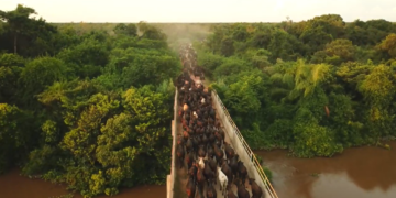 Comitiva inédita com mais de 1,3 mil cabeças de gado Brangus cruza o Pantanal