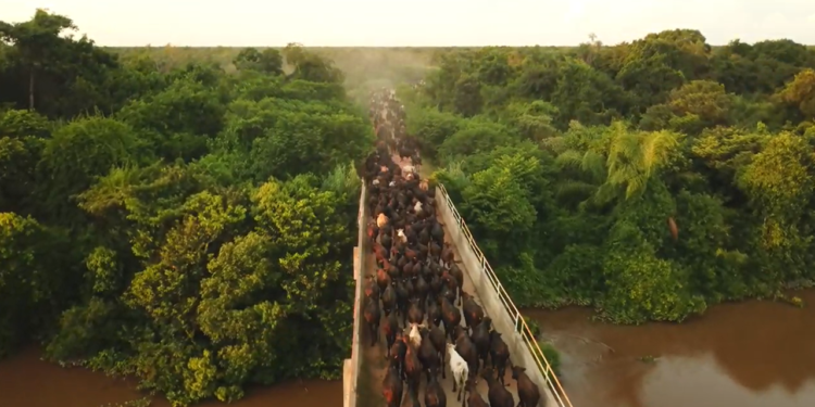 Comitiva inédita com mais de 1,3 mil cabeças de gado Brangus cruza o Pantanal
