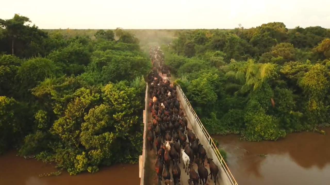 Comitiva inédita com mais de 1,3 mil cabeças de gado Brangus cruza o Pantanal