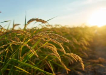 Produtores questionam custos de produção do arroz debatidos na Câmara Setorial