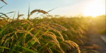 Produtores questionam custos de produção do arroz debatidos na Câmara Setorial