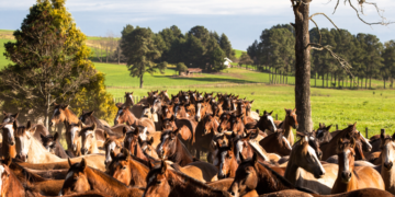 Brasil conquista abertura do mercado de equinos para a Bolívia