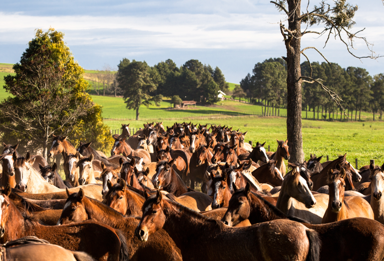 Brasil conquista abertura do mercado de equinos para a Bolívia