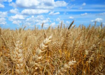 Conab volta a formar estoques de trigo depois de 11 anos