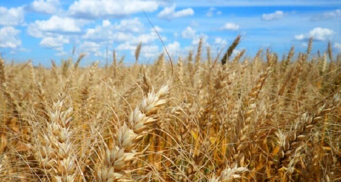 Conab volta a formar estoques de trigo depois de 11 anos