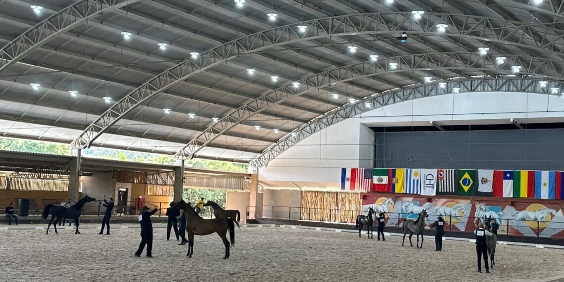 Tatuí (SP) sedia primeiro grande evento oficial do Cavalo Árabe de 2025 com premiação de R$ 250 mil