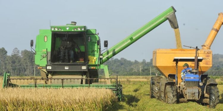 Colheita do arroz no RS atinge 71,31% da área semeada
