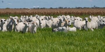 Pecuária como lavoura: evento no Araguaia mostra que retorno por hectare pode chegar a R$ 5 mil