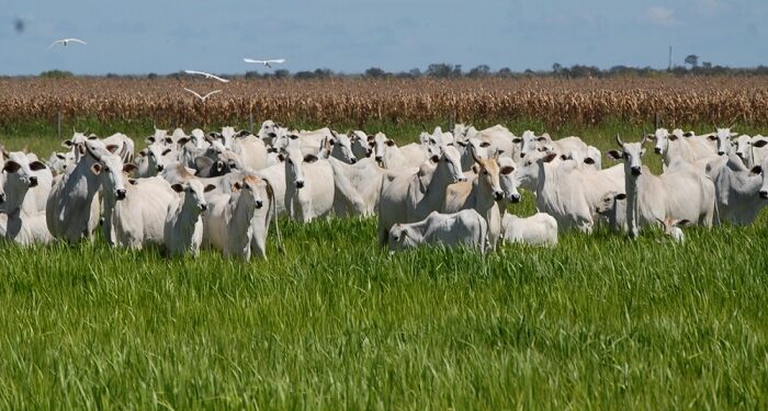 Pecuária como lavoura: evento no Araguaia mostra que retorno por hectare pode chegar a R$ 5 mil