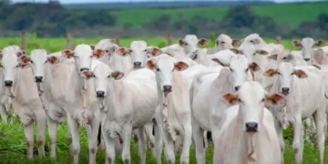 Mega Leilão celebra 25 anos ofertando mais de 28 mil animais