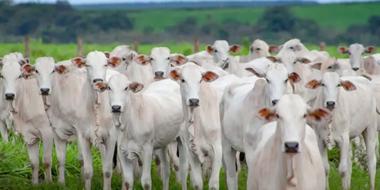 Mega Leilão celebra 25 anos ofertando mais de 28 mil animais