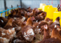 Brasil confirma primeiro caso de gripe aviária em granja comercial e busca minimizar impactos nas exportações