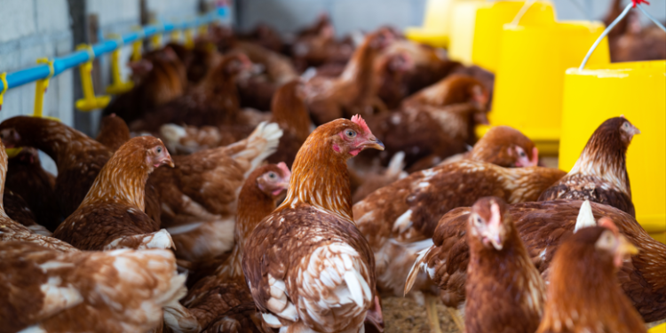 Brasil confirma primeiro caso de gripe aviária em granja comercial e busca minimizar impactos nas exportações
