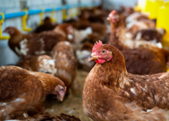 Gripe aviária: Brasil confirma caso em granja no RS e vê exportações pressionadas