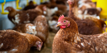 Gripe aviária: Brasil confirma caso em granja no RS e vê exportações pressionadas