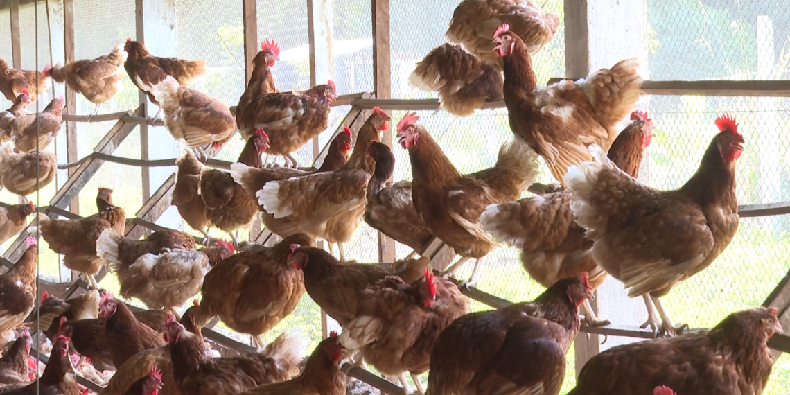 Gripe aviária coloca Brasil em alerta após confirmação de foco no RS