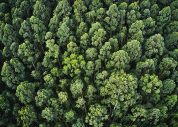 PL do licenciamento ambiental avança no Congresso com promessa de simplificação sem reduzir a proteção