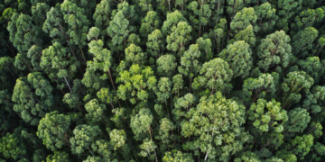 PL do licenciamento ambiental avança no Congresso com promessa de simplificação sem reduzir a proteção