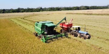 Colheita do arroz avança no RS e atinge 95% da área semeada