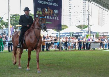 Cavalo Árabe retoma espaço nas principais feiras agropecuárias do Brasil