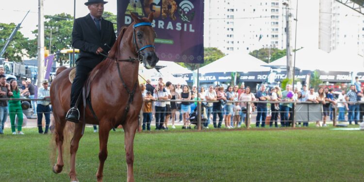 Cavalo Árabe retoma espaço nas principais feiras agropecuárias do Brasil