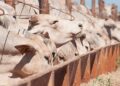 Número de animais confinados no Mato Grosso pode cair em 2025