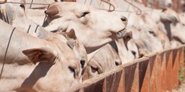 Número de animais confinados no Mato Grosso pode cair em 2025