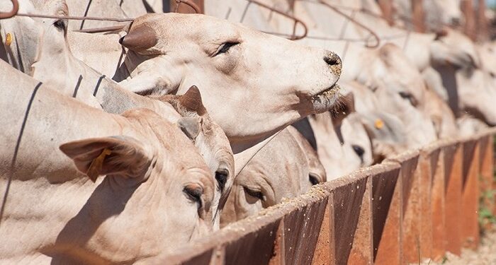 Número de animais confinados no Mato Grosso pode cair em 2025