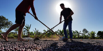 Cafezais das Matas de Rondônia sequestram 2,3 vezes mais carbono do que emitem