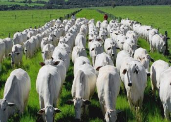 Brasil recebe reconhecimento internacional como livre de febre aftosa sem vacinação