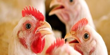 Gripe aviária mostra a importância de regionalização da questão sanitária