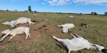 Proximidade de frio intenso renova alerta para risco de morte de animais por hipotermia