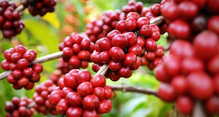 Clima atrasa colheita do café arábica, mas safra 2025 aponta recuperação