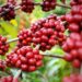 Clima atrasa colheita do café arábica, mas safra 2025 aponta recuperação
