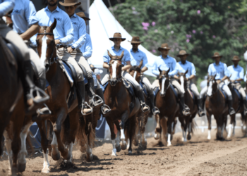 47ª Exposição Nacional do Cavalo Mangalarga será em julho no Jockey Club de São Paulo