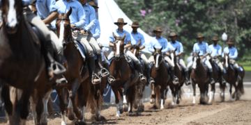 47ª Exposição Nacional do Cavalo Mangalarga será em julho no Jockey Club de São Paulo